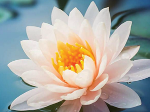 imeinklang_lotus_900
